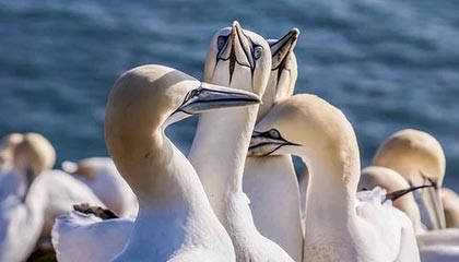 港金所与亚博科技合作开发国际贵金属交易平台