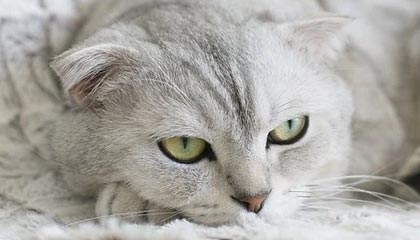 正规贵金属免费平台有哪些？免费开户平台一览汇总