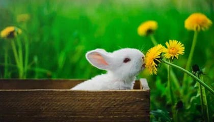 港金所与亚博科技合作开发国际贵金属交易平台