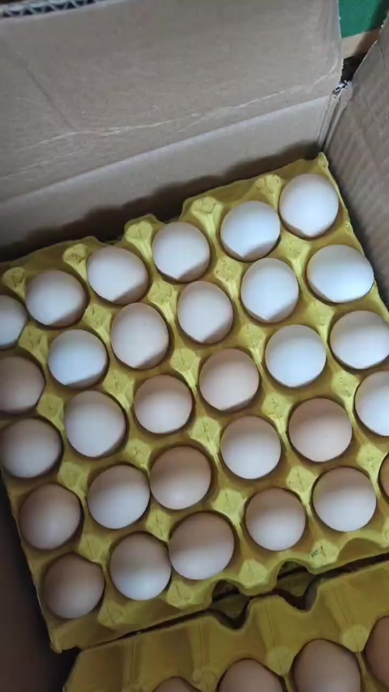 鸡蛋现货行情(鸡蛋现货行情最新消息)